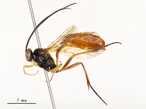  ( - CBG-A54371-B05)  @11 [ ] CreativeCommons - Attribution Share - Alike (2024) CBG Photography Group Centre for Biodiversity Genomics