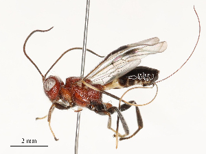  ( - CBG-A54371-E03)  @11 [ ] CreativeCommons - Attribution Share - Alike (2024) CBG Photography Group Centre for Biodiversity Genomics