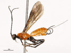  ( - CBG-A54378-C02)  @11 [ ] CreativeCommons - Attribution Share - Alike (2024) CBG Photography Group Centre for Biodiversity Genomics