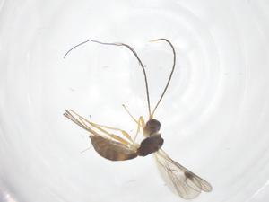  ( - CBG-A55113-H04)  @11 [ ] CreativeCommons - Attribution Share - Alike (2024) Centre for Biodiversity Genomics Centre for Biodiversity Genomics