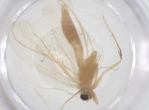  ( - CBG-A55116-F08)  @11 [ ] CreativeCommons - Attribution Share - Alike (2024) Centre for Biodiversity Genomics Centre for Biodiversity Genomics