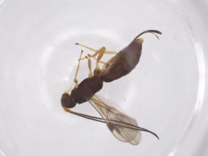  ( - CBG-A55118-B06)  @11 [ ] CreativeCommons - Attribution Share - Alike (2024) Centre for Biodiversity Genomics Centre for Biodiversity Genomics