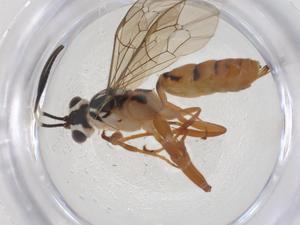  ( - CBG-A55119-F03)  @11 [ ] CreativeCommons - Attribution Share - Alike (2024) Centre for Biodiversity Genomics Centre for Biodiversity Genomics