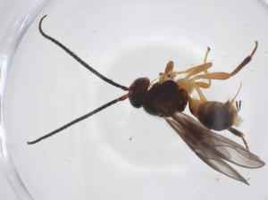  ( - CBG-A55129-D04)  @11 [ ] CreativeCommons - Attribution Share - Alike (2024) Centre for Biodiversity Genomics Centre for Biodiversity Genomics