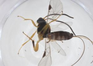  ( - CBG-A55132-B07)  @11 [ ] CreativeCommons - Attribution Share - Alike (2024) Centre for Biodiversity Genomics Centre for Biodiversity Genomics