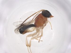  ( - CBG-A55133-A01)  @11 [ ] CreativeCommons - Attribution Share - Alike (2024) Centre for Biodiversity Genomics Centre for Biodiversity Genomics