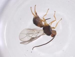  ( - CBG-A55136-C11)  @11 [ ] CreativeCommons - Attribution Share - Alike (2024) Centre for Biodiversity Genomics Centre for Biodiversity Genomics