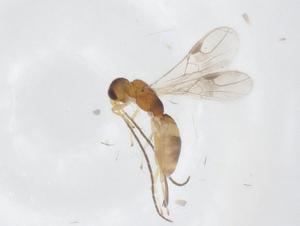  ( - CBG-A55160-C07)  @11 [ ] CreativeCommons - Attribution Share - Alike (2024) Centre for Biodiversity Genomics Centre for Biodiversity Genomics