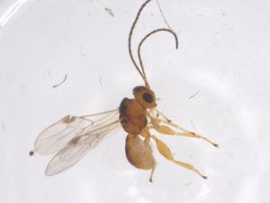  ( - CBG-A55164-E02)  @11 [ ] CreativeCommons - Attribution Share - Alike (2024) Centre for Biodiversity Genomics Centre for Biodiversity Genomics