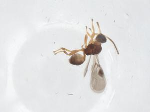  (Leiophron Malaise2186 - CBG-A55166-D02)  @11 [ ] CreativeCommons - Attribution Share - Alike (2024) Centre for Biodiversity Genomics Centre for Biodiversity Genomics