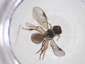  ( - CBG-A55235-G05)  @11 [ ] CreativeCommons - Attribution Share - Alike (2024) Centre for Biodiversity Genomics Centre for Biodiversity Genomics