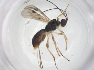  ( - CBG-A55240-A12)  @11 [ ] CreativeCommons - Attribution Share - Alike (2024) Centre for Biodiversity Genomics Centre for Biodiversity Genomics