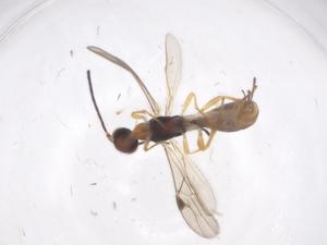  ( - CBG-A55241-B01)  @11 [ ] CreativeCommons - Attribution Share - Alike (2024) Centre for Biodiversity Genomics Centre for Biodiversity Genomics