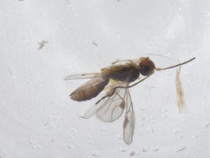  (Heterospilus Malaise7961 - CBG-A55251-E11)  @11 [ ] CreativeCommons - Attribution Share - Alike (2024) Centre for Biodiversity Genomics Centre for Biodiversity Genomics