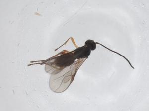  ( - CBG-A55254-E10)  @11 [ ] CreativeCommons - Attribution Share - Alike (2024) Centre for Biodiversity Genomics Centre for Biodiversity Genomics