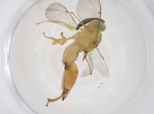  (chalMalaise01 Malaise1534 - CBG-A55256-A06)  @11 [ ] CreativeCommons - Attribution Share - Alike (2024) Centre for Biodiversity Genomics Centre for Biodiversity Genomics