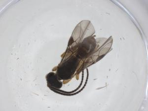  ( - CBG-A55266-F07)  @11 [ ] CreativeCommons - Attribution Share - Alike (2024) Centre for Biodiversity Genomics Centre for Biodiversity Genomics