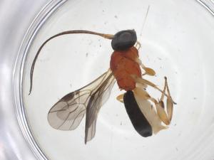  ( - CBG-A55266-H01)  @11 [ ] CreativeCommons - Attribution Share - Alike (2024) Centre for Biodiversity Genomics Centre for Biodiversity Genomics