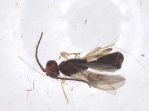  ( - CBG-A55271-E12)  @11 [ ] CreativeCommons - Attribution Share - Alike (2024) Centre for Biodiversity Genomics Centre for Biodiversity Genomics