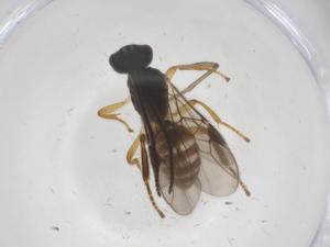  ( - CBG-A55275-E10)  @11 [ ] CreativeCommons - Attribution Share - Alike (2024) Centre for Biodiversity Genomics Centre for Biodiversity Genomics