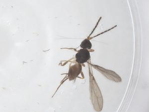  ( - CBG-A55448-A08)  @11 [ ] CreativeCommons - Attribution Share - Alike (2024) Centre for Biodiversity Genomics Centre for Biodiversity Genomics