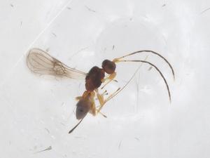  ( - CBG-A55451-C05)  @11 [ ] CreativeCommons - Attribution Share - Alike (2024) Centre for Biodiversity Genomics Centre for Biodiversity Genomics