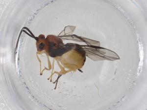  ( - CBG-A55452-E08)  @11 [ ] CreativeCommons - Attribution Share - Alike (2024) Centre for Biodiversity Genomics Centre for Biodiversity Genomics