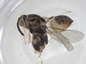  ( - CBG-A55454-F05)  @11 [ ] CreativeCommons - Attribution Share - Alike (2024) Centre for Biodiversity Genomics Centre for Biodiversity Genomics