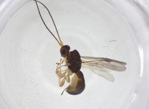  ( - CBG-A55457-B12)  @11 [ ] CreativeCommons - Attribution Share - Alike (2024) Centre for Biodiversity Genomics Centre for Biodiversity Genomics