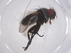  ( - CBG-A55458-B06)  @11 [ ] CreativeCommons - Attribution Share - Alike (2024) Centre for Biodiversity Genomics Centre for Biodiversity Genomics