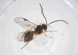  ( - CBG-A55464-B05)  @11 [ ] CreativeCommons - Attribution Share - Alike (2024) Centre for Biodiversity Genomics Centre for Biodiversity Genomics