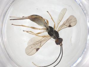  ( - CBG-A55482-H04)  @11 [ ] CreativeCommons - Attribution Share - Alike (2024) Centre for Biodiversity Genomics Centre for Biodiversity Genomics