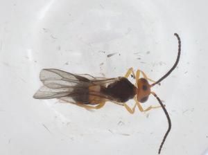  ( - CBG-A55483-B08)  @11 [ ] CreativeCommons - Attribution Share - Alike (2024) Centre for Biodiversity Genomics Centre for Biodiversity Genomics