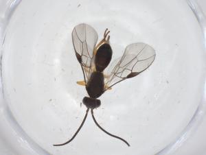  ( - CBG-A55483-E09)  @11 [ ] CreativeCommons - Attribution Share - Alike (2024) Centre for Biodiversity Genomics Centre for Biodiversity Genomics