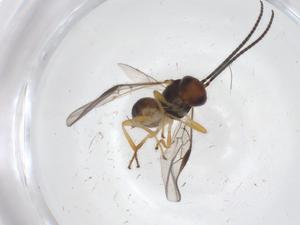  ( - CBG-A55483-F11)  @11 [ ] CreativeCommons - Attribution Share - Alike (2024) Centre for Biodiversity Genomics Centre for Biodiversity Genomics