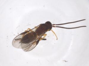  ( - CBG-A55484-H07)  @11 [ ] CreativeCommons - Attribution Share - Alike (2024) Centre for Biodiversity Genomics Centre for Biodiversity Genomics