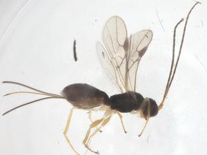  ( - CBG-A55485-D01)  @11 [ ] CreativeCommons - Attribution Share - Alike (2024) Centre for Biodiversity Genomics Centre for Biodiversity Genomics