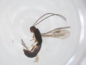  ( - CBG-A55485-D11)  @11 [ ] CreativeCommons - Attribution Share - Alike (2024) Centre for Biodiversity Genomics Centre for Biodiversity Genomics