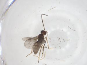  ( - CBG-A55485-G07)  @11 [ ] CreativeCommons - Attribution Share - Alike (2024) Centre for Biodiversity Genomics Centre for Biodiversity Genomics