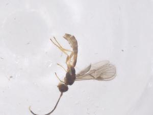  ( - CBG-A55487-B11)  @11 [ ] CreativeCommons - Attribution Share - Alike (2024) Centre for Biodiversity Genomics Centre for Biodiversity Genomics