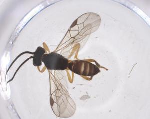  ( - CBG-A55487-G09)  @11 [ ] CreativeCommons - Attribution Share - Alike (2024) Centre for Biodiversity Genomics Centre for Biodiversity Genomics