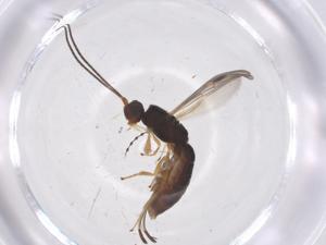  ( - CBG-A55487-G10)  @11 [ ] CreativeCommons - Attribution Share - Alike (2024) Centre for Biodiversity Genomics Centre for Biodiversity Genomics