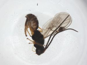  ( - CBG-A55488-D01)  @11 [ ] CreativeCommons - Attribution Share - Alike (2024) Centre for Biodiversity Genomics Centre for Biodiversity Genomics