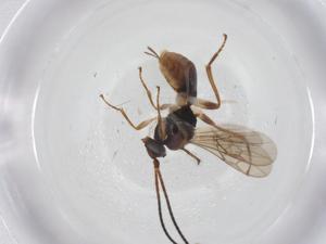  ( - CBG-A55488-E03)  @11 [ ] CreativeCommons - Attribution Share - Alike (2024) Centre for Biodiversity Genomics Centre for Biodiversity Genomics