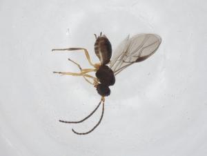  ( - CBG-A55488-F08)  @11 [ ] CreativeCommons - Attribution Share - Alike (2024) Centre for Biodiversity Genomics Centre for Biodiversity Genomics