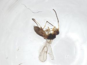  ( - CBG-A55488-H05)  @11 [ ] CreativeCommons - Attribution Share - Alike (2024) Centre for Biodiversity Genomics Centre for Biodiversity Genomics