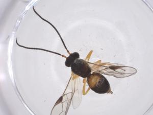  (opiMalaise01 Malaise7552 - CBG-A55489-E06)  @11 [ ] CreativeCommons - Attribution Share - Alike (2024) Centre for Biodiversity Genomics Centre for Biodiversity Genomics