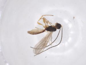  ( - CBG-A55489-E11)  @11 [ ] CreativeCommons - Attribution Share - Alike (2024) Centre for Biodiversity Genomics Centre for Biodiversity Genomics