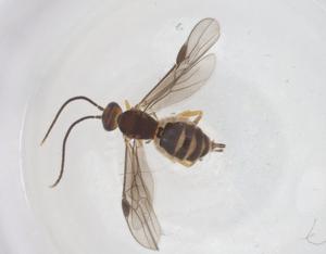  ( - CBG-A55490-A10)  @11 [ ] CreativeCommons - Attribution Share - Alike (2024) Centre for Biodiversity Genomics Centre for Biodiversity Genomics