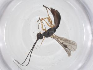  ( - CBG-A55490-F05)  @11 [ ] CreativeCommons - Attribution Share - Alike (2024) Centre for Biodiversity Genomics Centre for Biodiversity Genomics